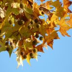 Platan javorolistý (Platanus x acerifolia) - výška 200-230 cm, obvod kmeňa 4/6 cm, kont. C20L